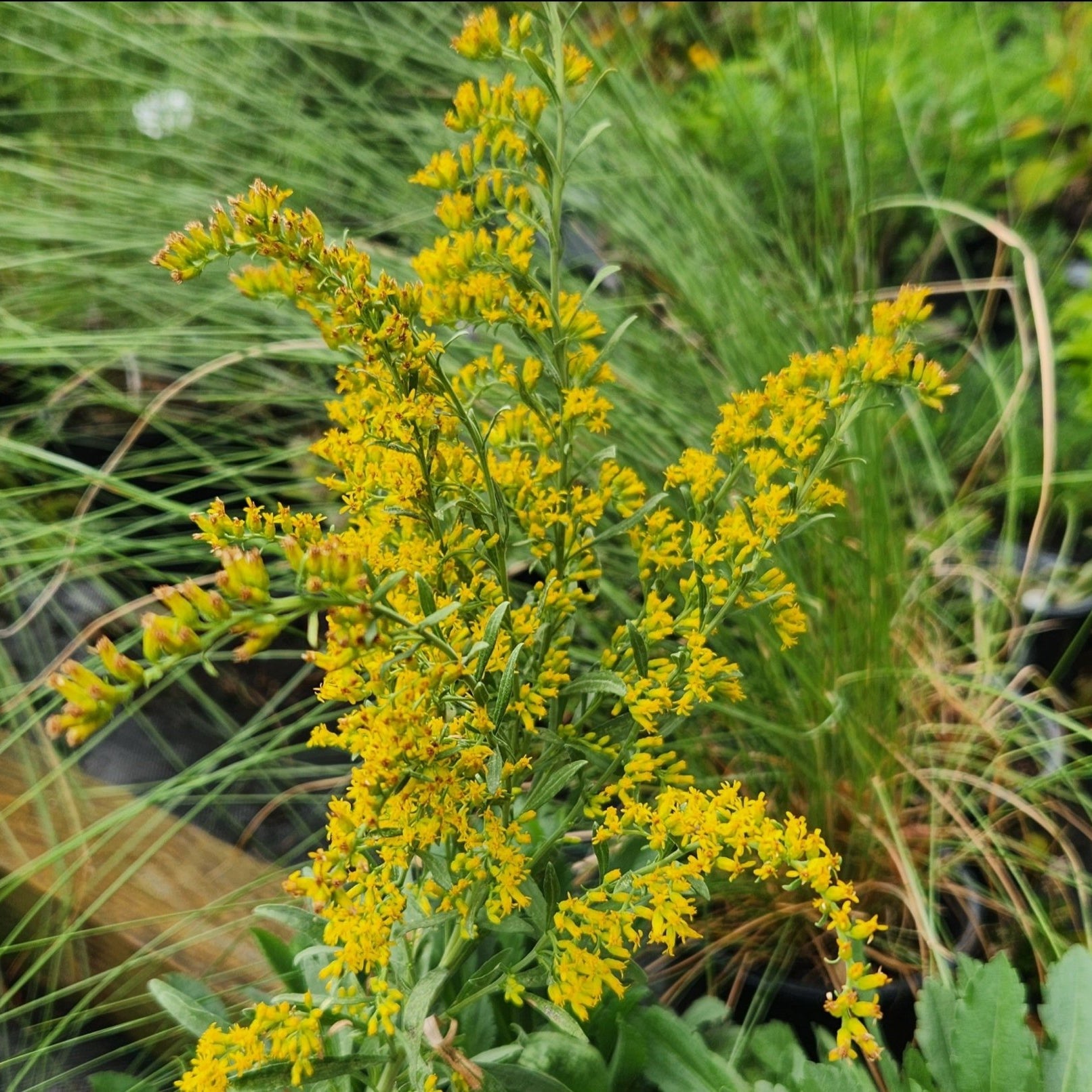 Solidago nemoralis (Gray Goldenrod)