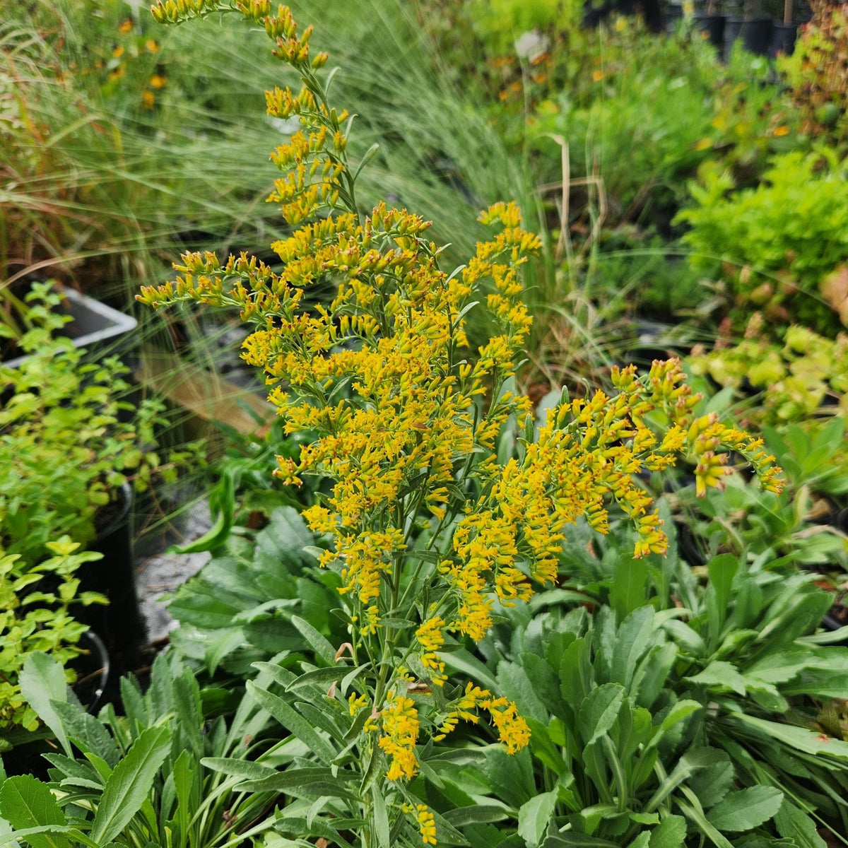 Solidago nemoralis (Gray Goldenrod)