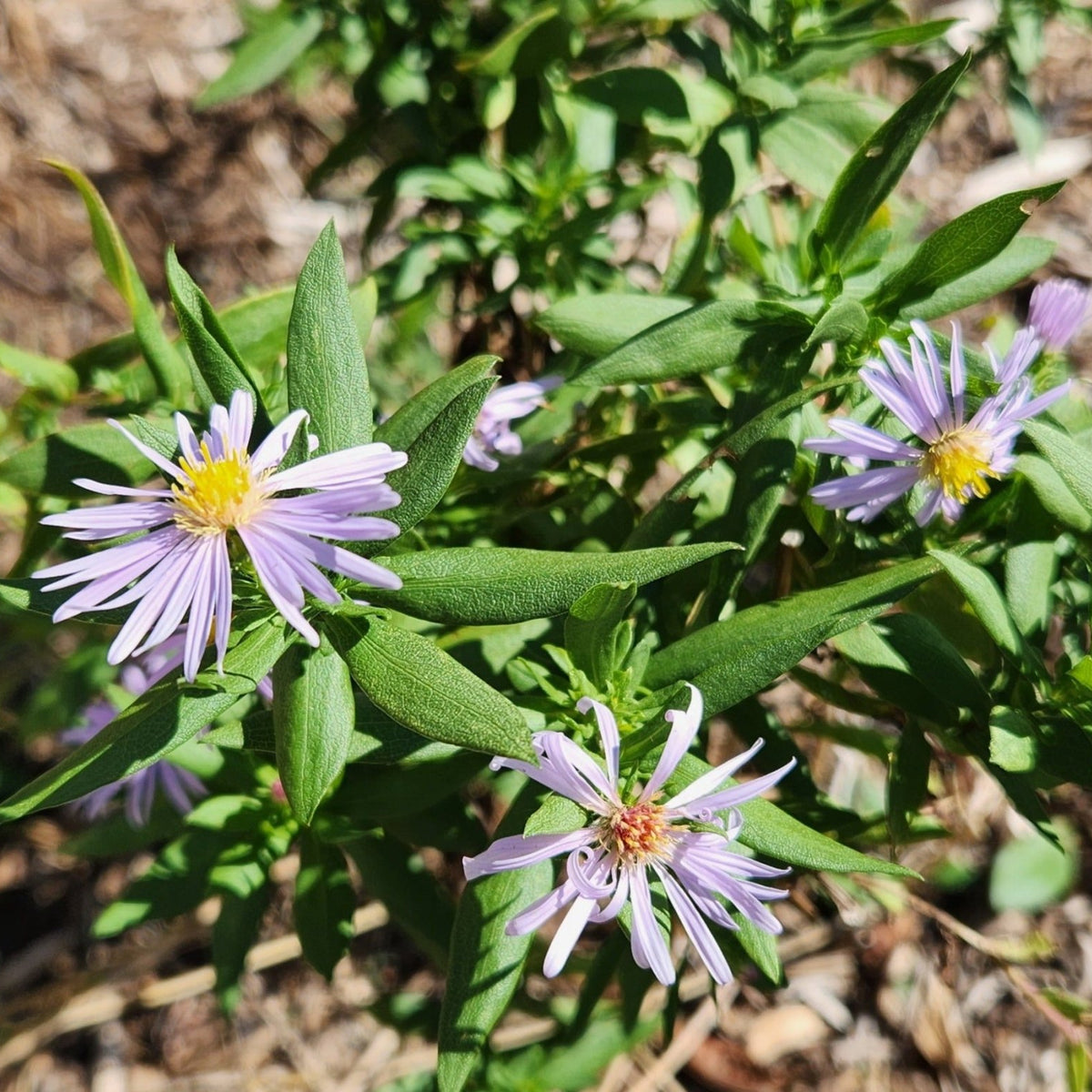 Symphyotrichum praealtum (Willowleaf Aster)