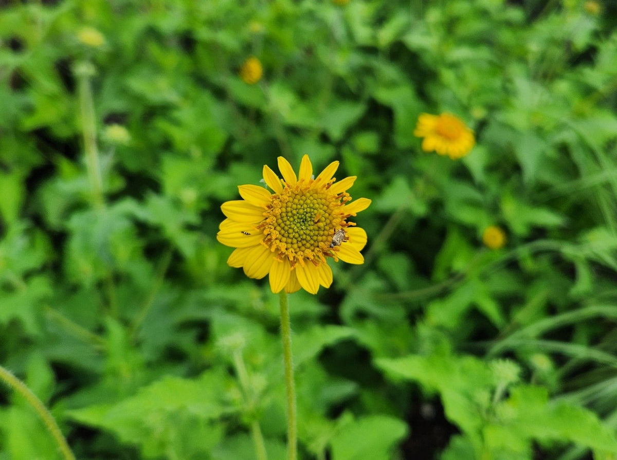 Simsia calva (Bush Sunflower)