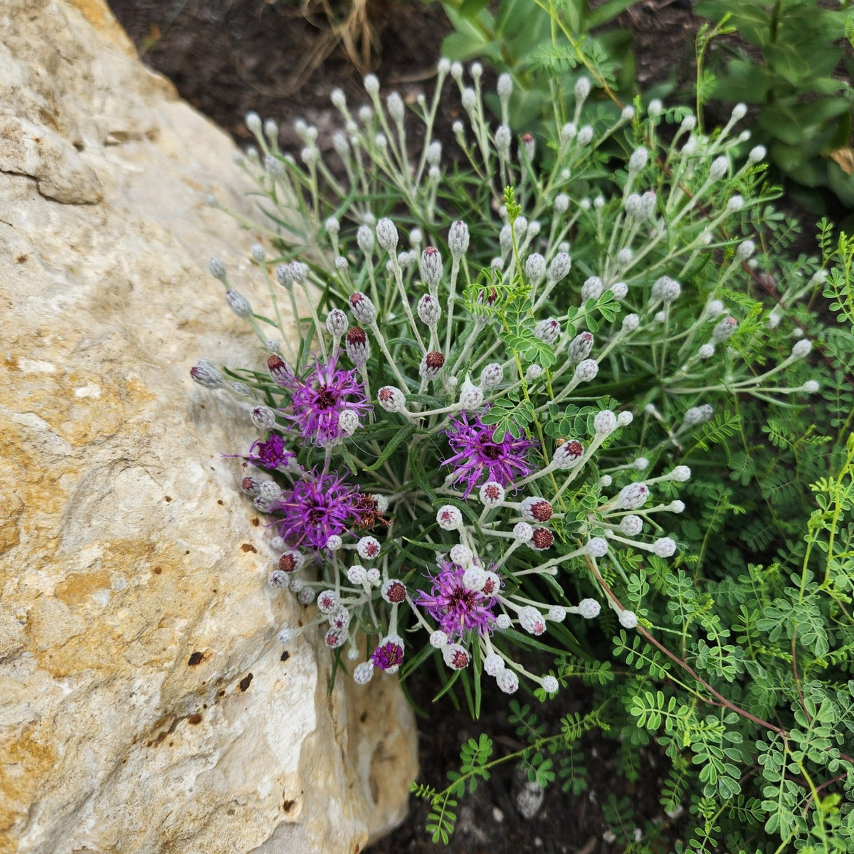 Vernonia lindheimeri (Woolly Ironweed)