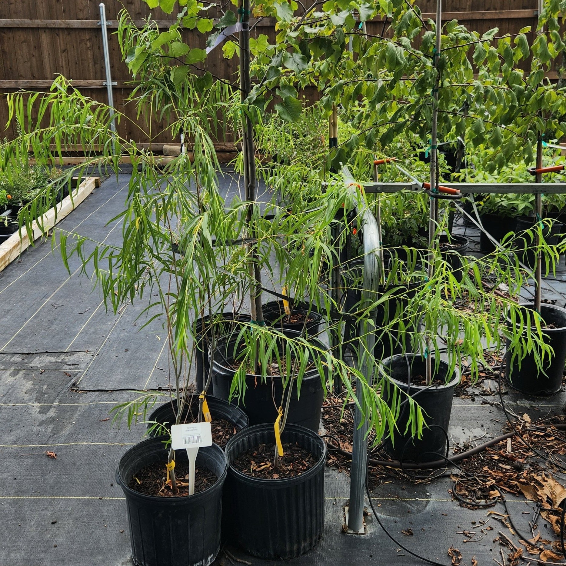 Salix nigra (Black Willow)
