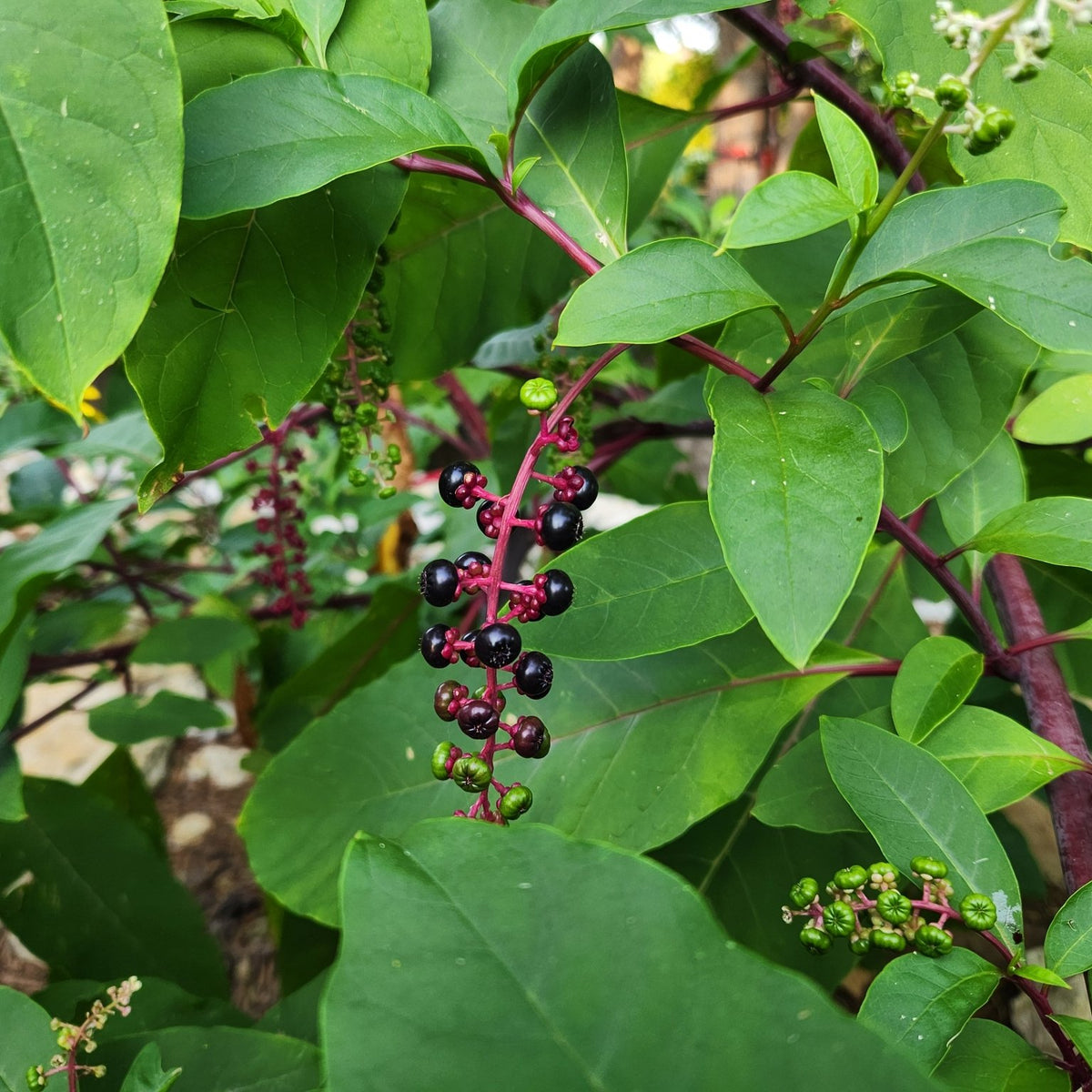 Phytolacca americana (Pokeweed)