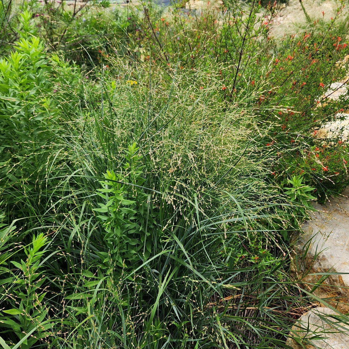 Panicum virgatum (Switchgrass)