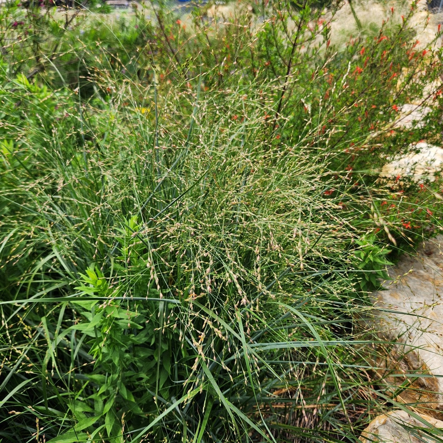 Panicum virgatum (Switchgrass)