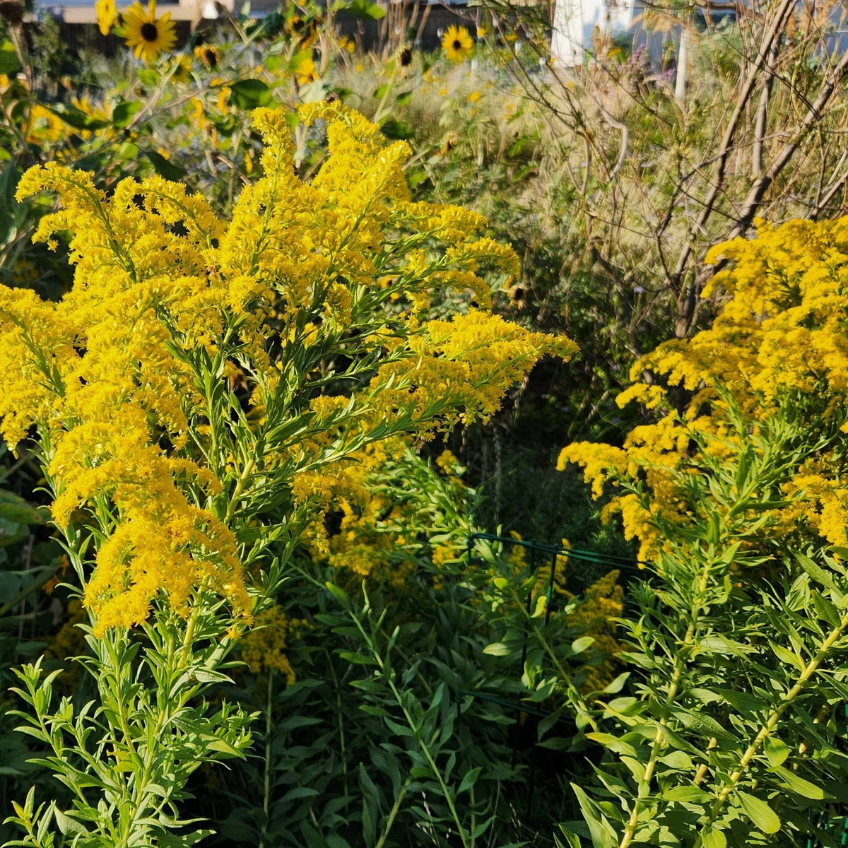 Solidago altissima (Tall Goldenrod)