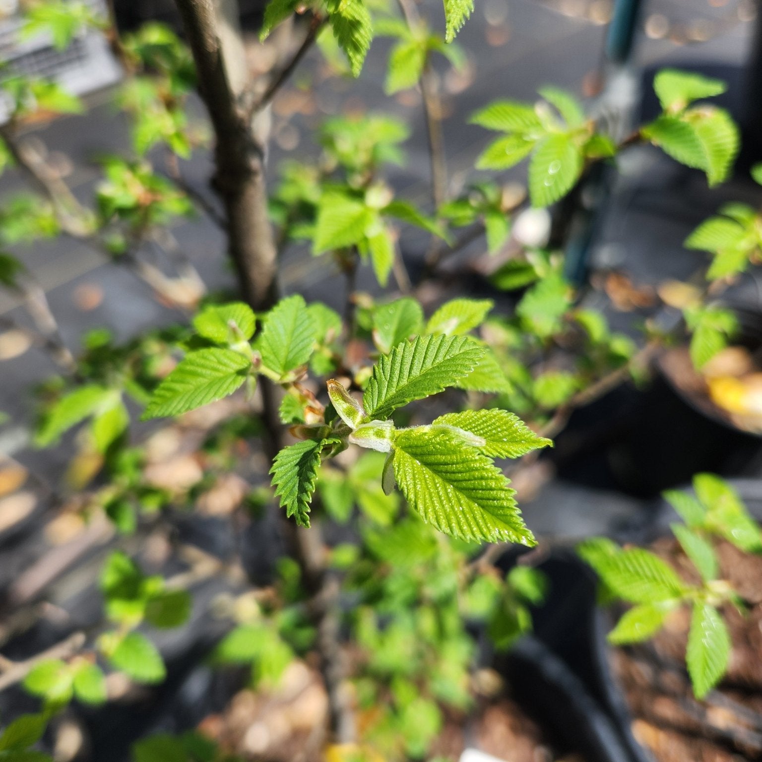 Ulmus americana (American Elm)