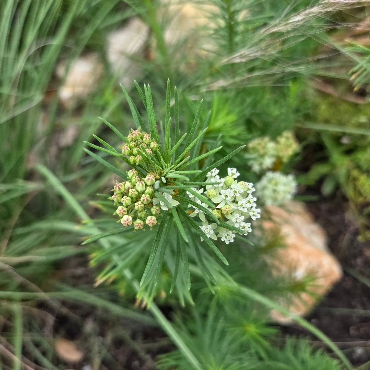 Asclepias verticillata (Whorled Milkweed)