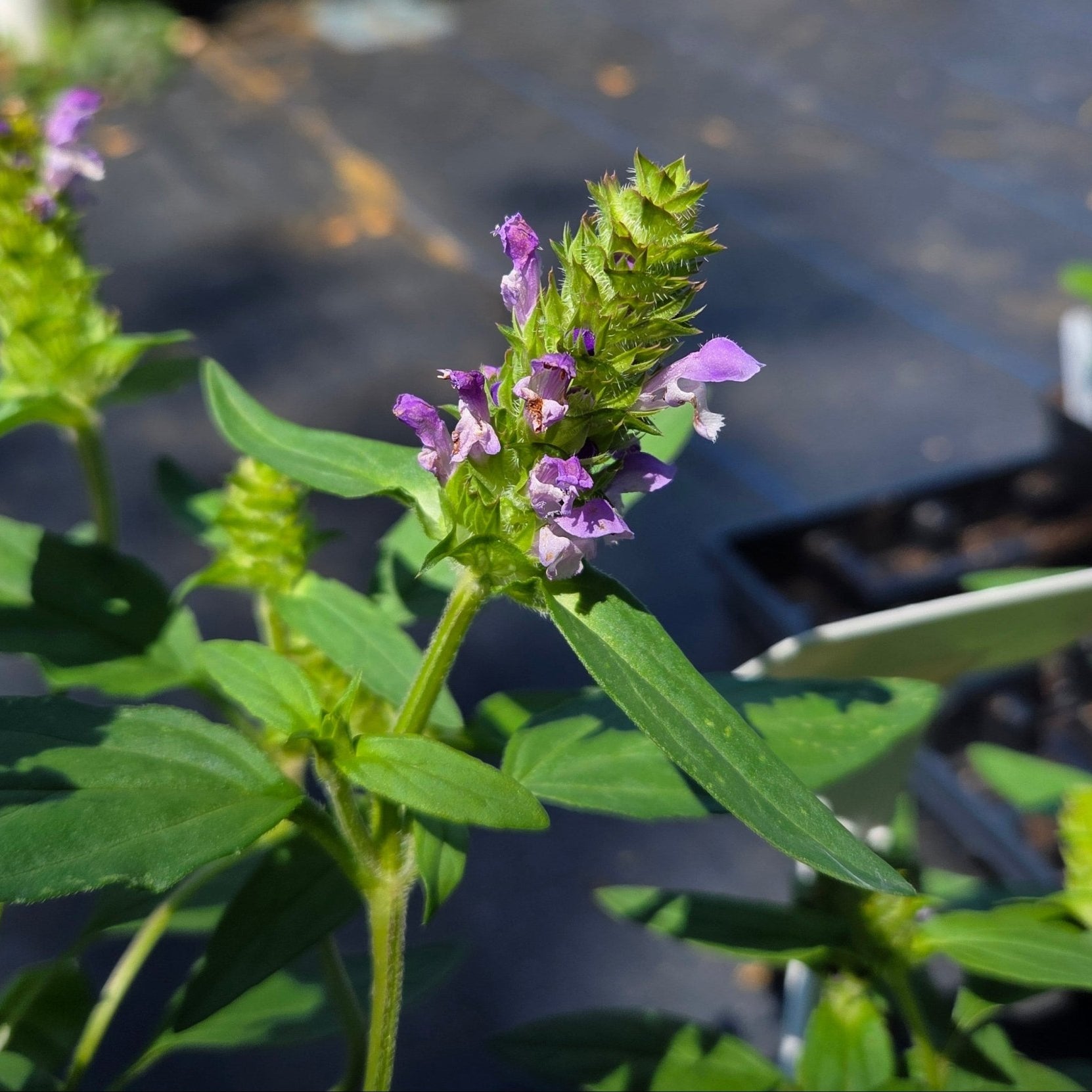 Prunella vulgaris Common Selfheal