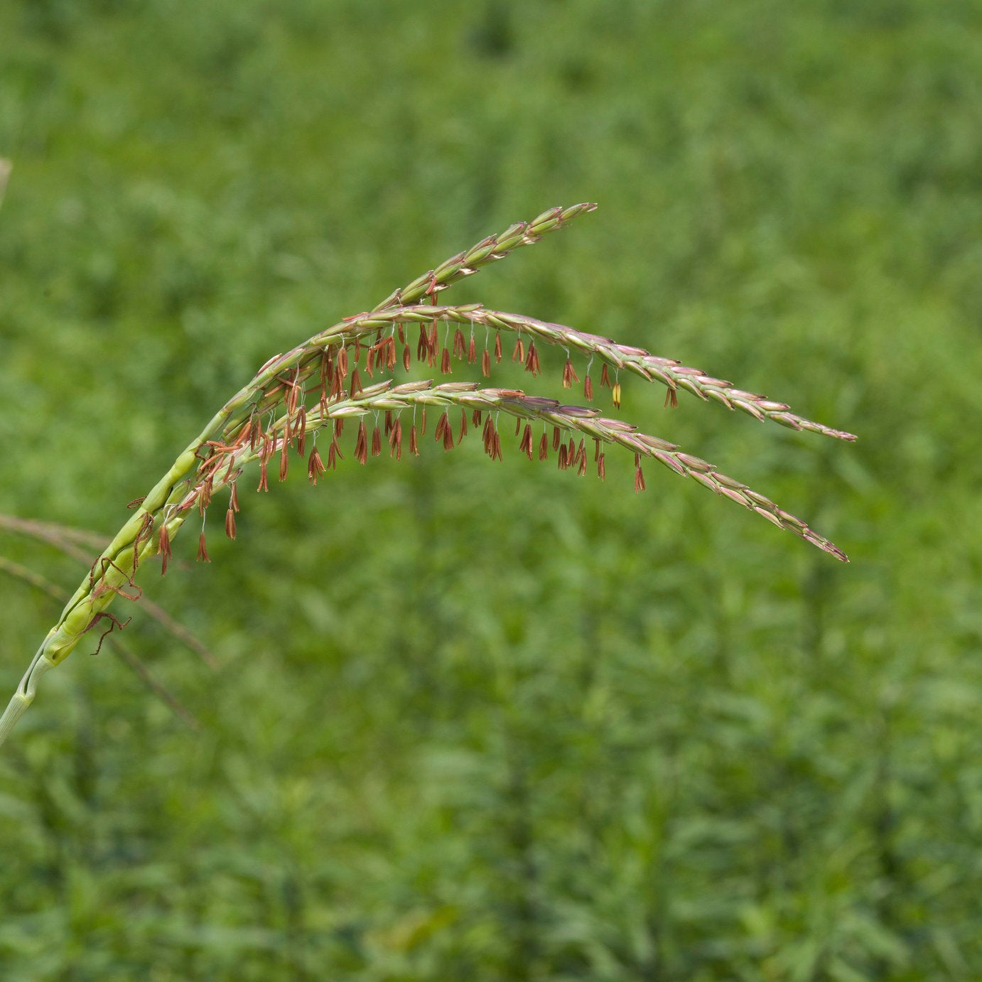 Tripsacum dactyloides (Eastern Gamagrass)