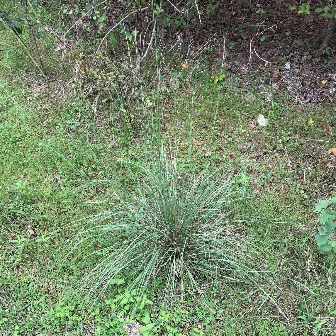 Sporobolus compositus (Tall Dropseed)