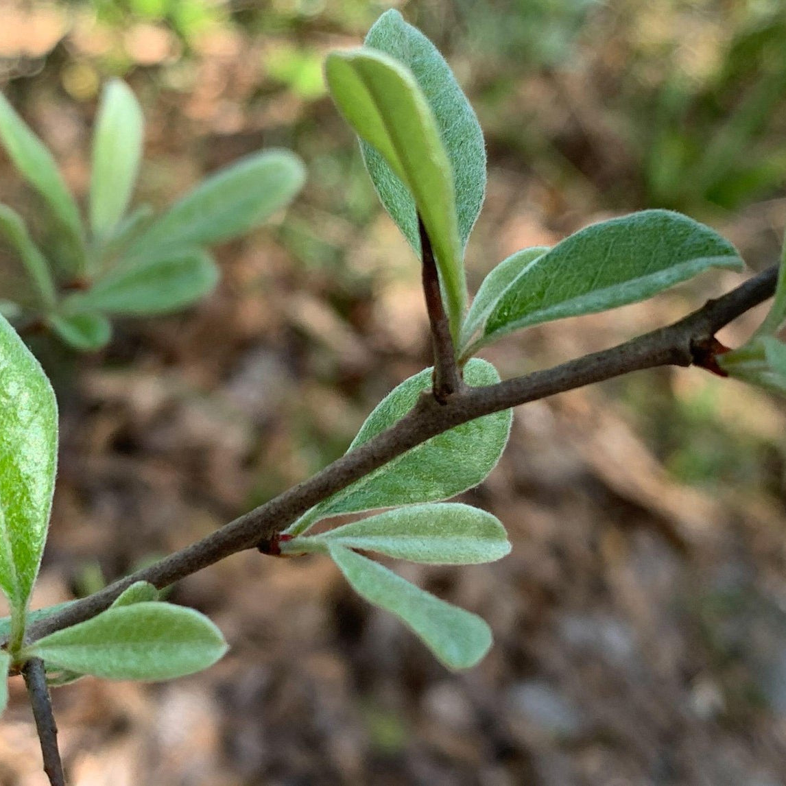 Sideroxylon lanuginosum (Gum Bumelia)