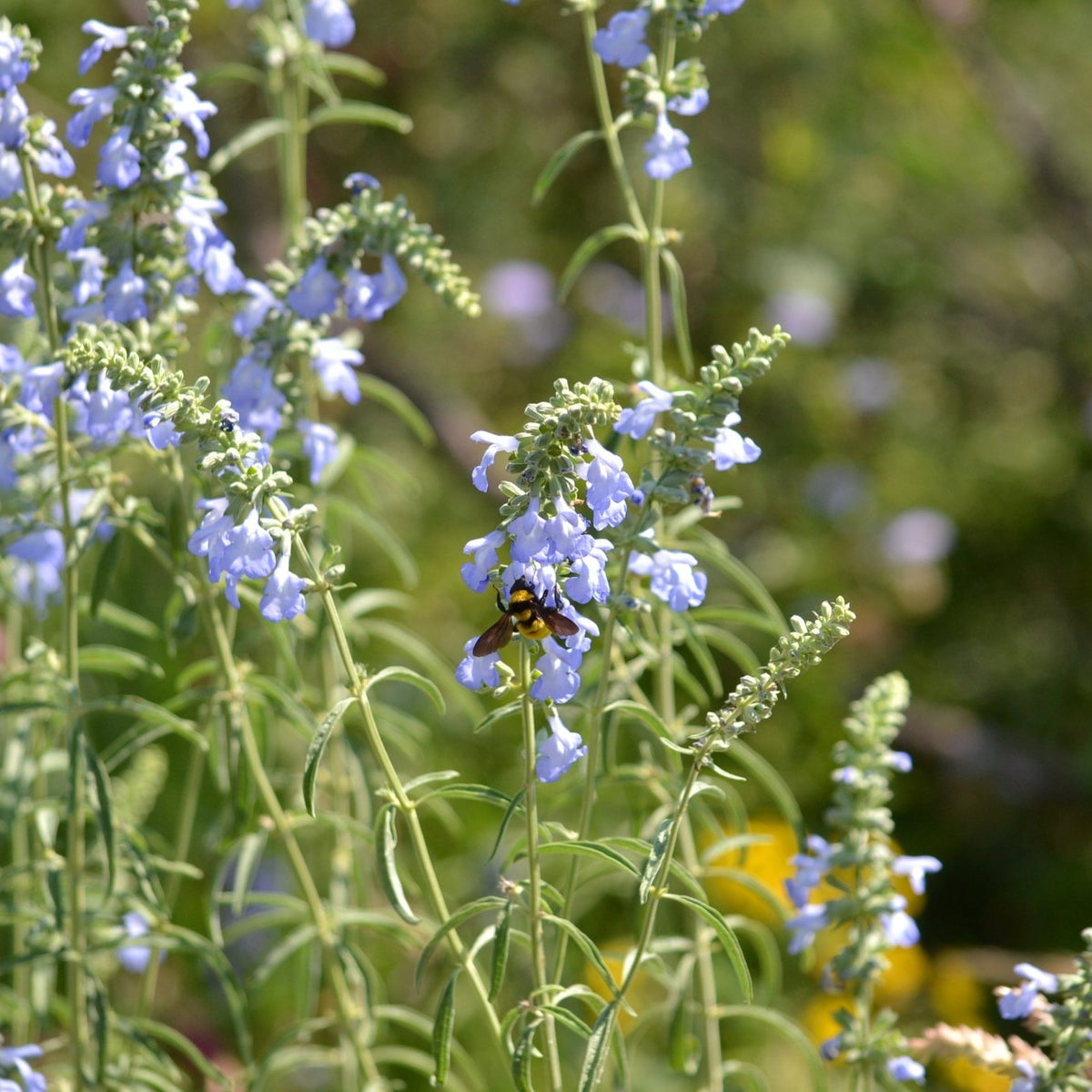 Salvia azurea (Azure Blue Sage)