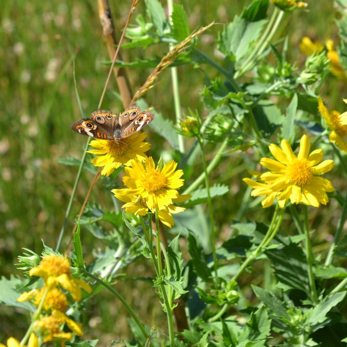Cowpen Daisy Verbesina encelioides