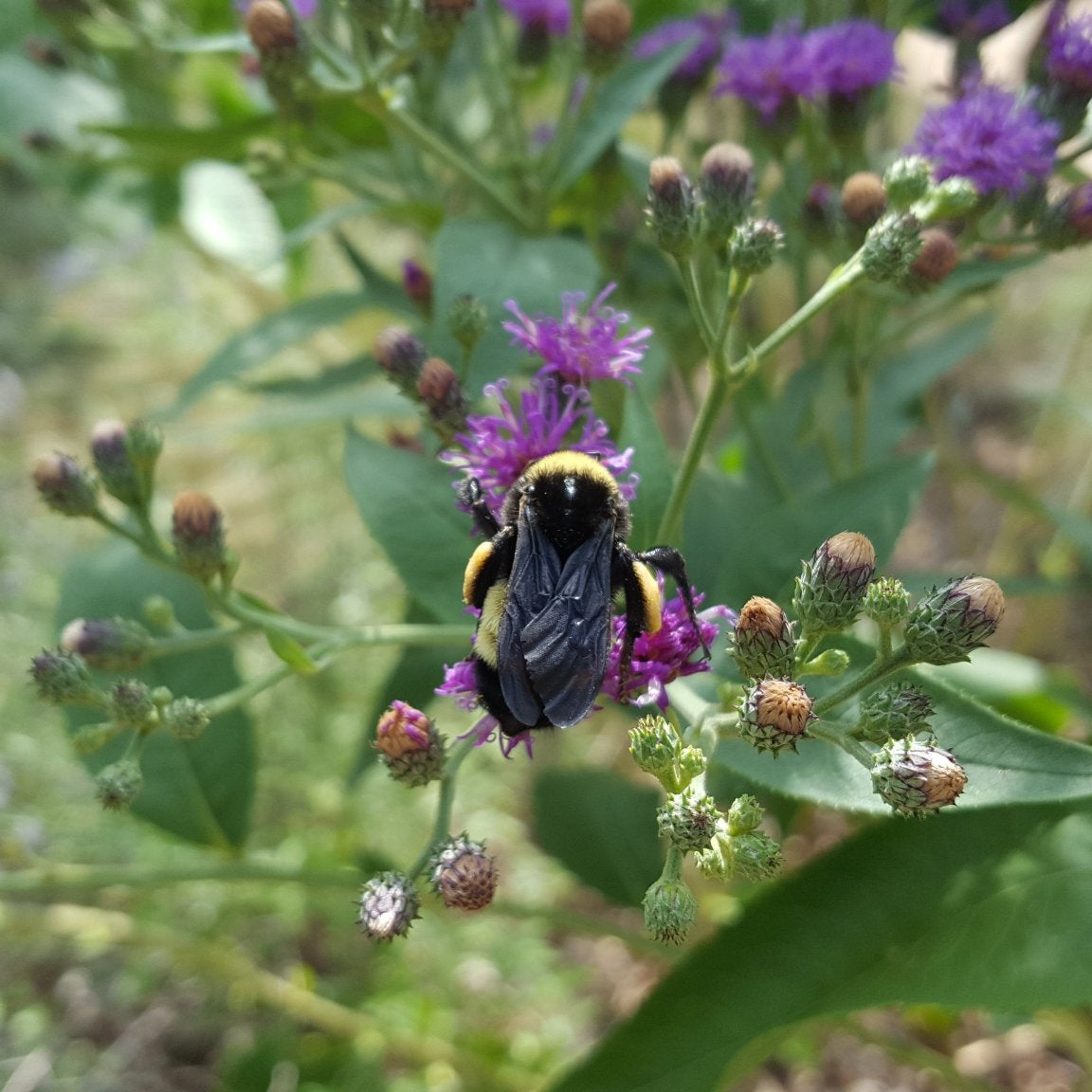 Vernonia baldwinii (Western Ironweed)