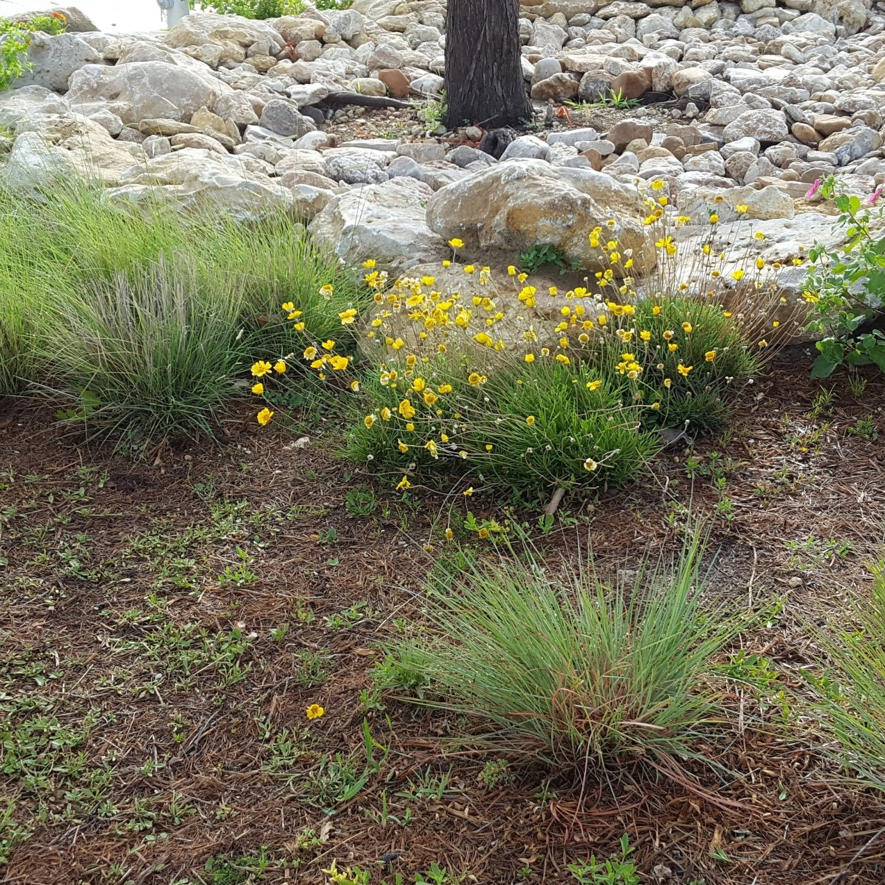Schizachyrium scoparium (Little Bluestem)