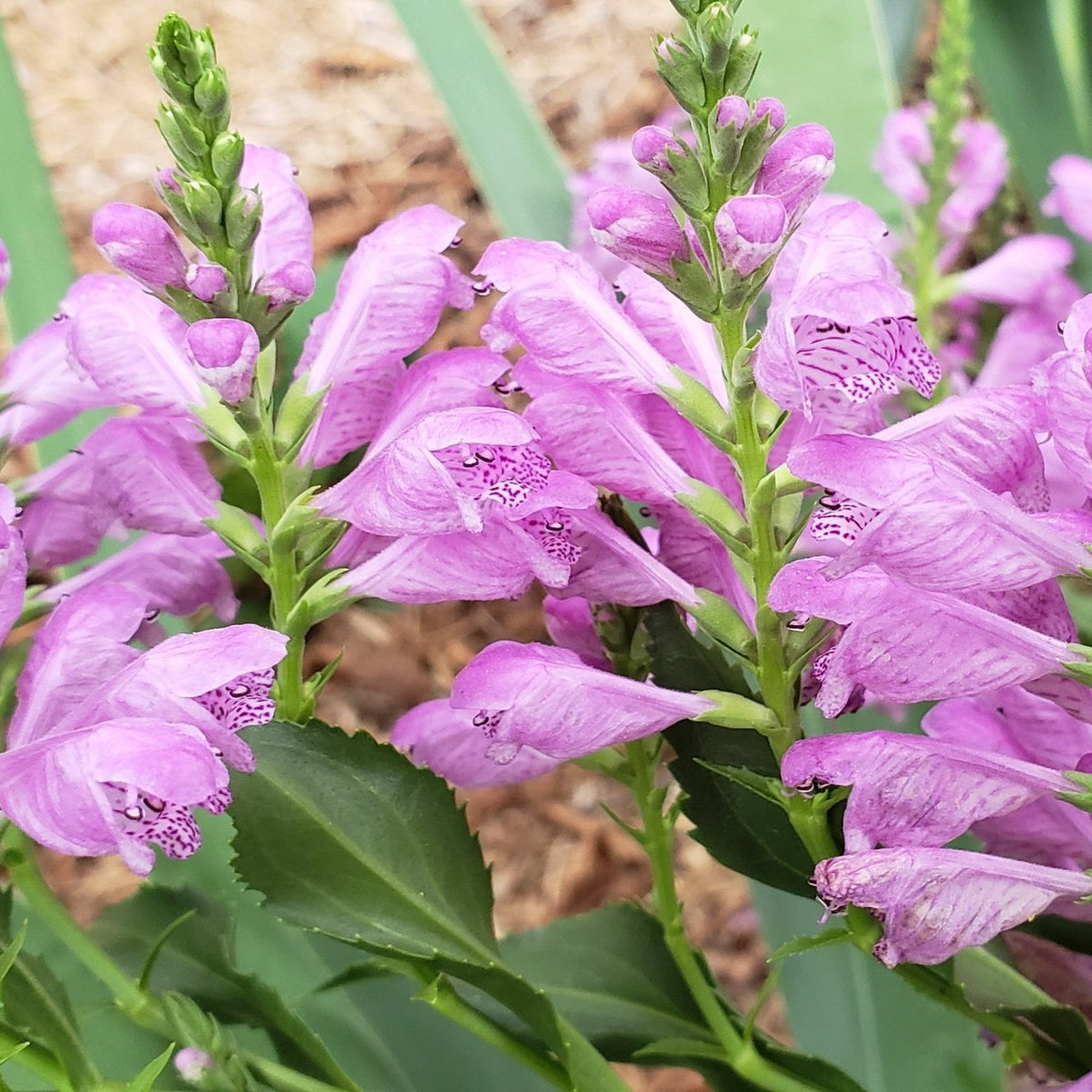 Fall obedient plant (Physostegia virginiana)