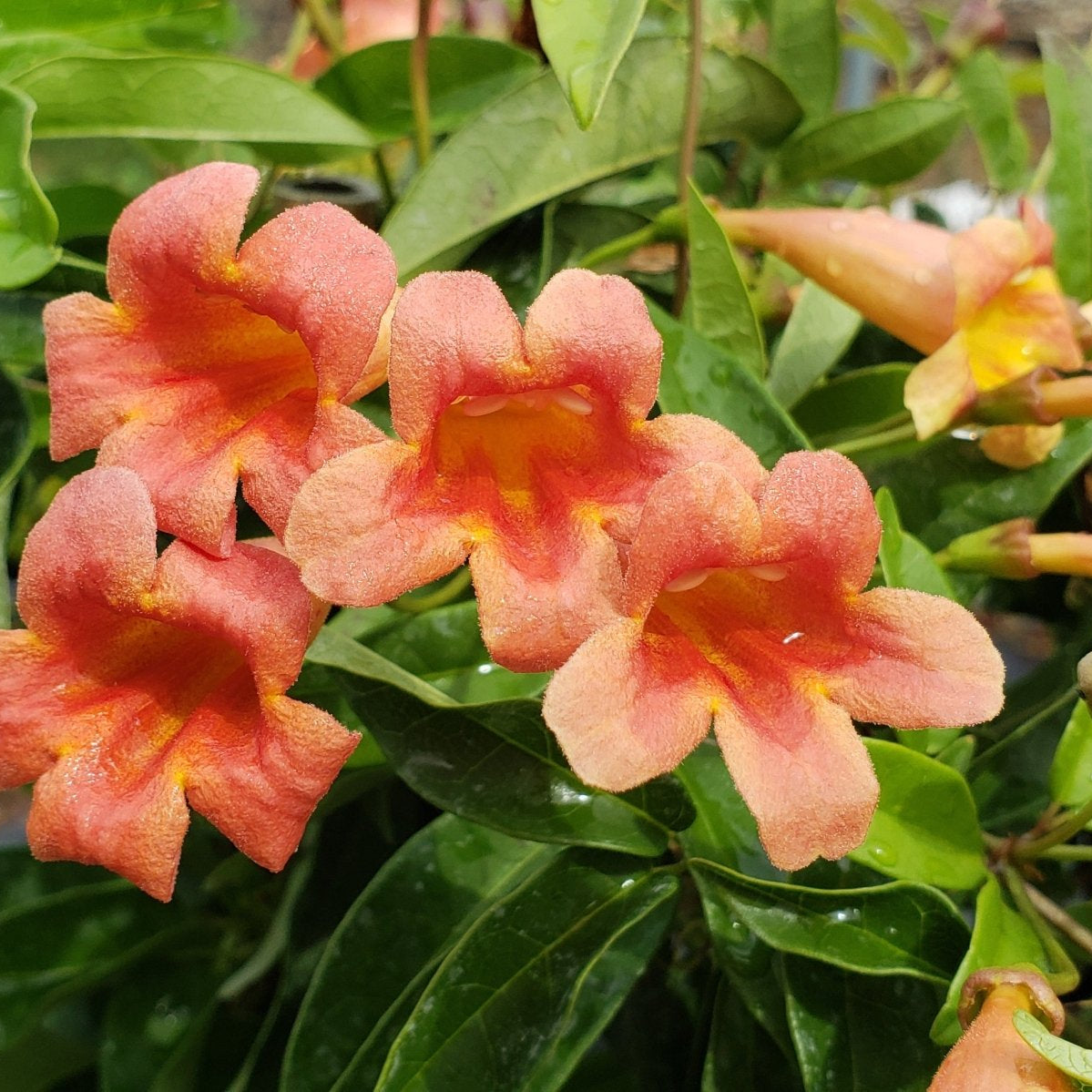Crossvine 'Tangerine beauty' (Bignonia capreolata 'Tangerine beauty')