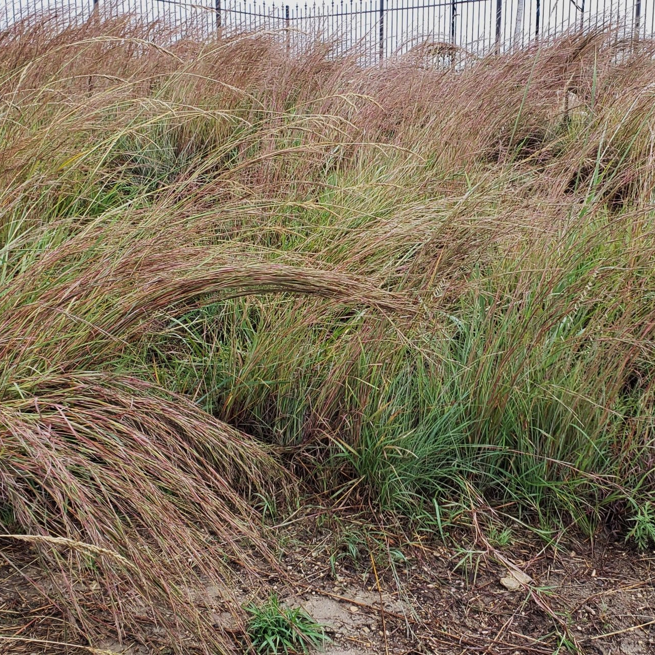 Little bluestem (Schizachyrium scoparium)