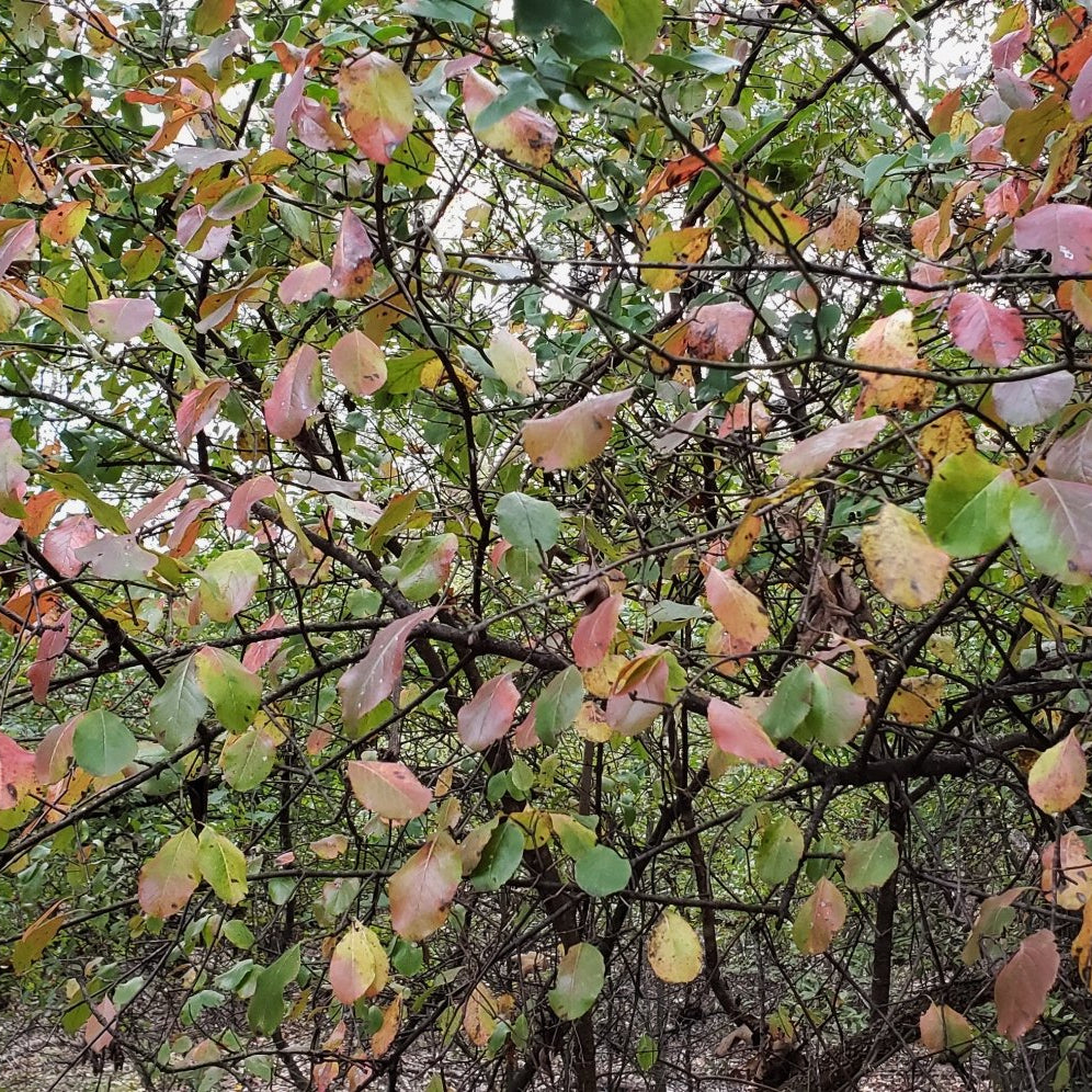 Viburnum rufidulum (Rusty Blackhaw Viburnum)