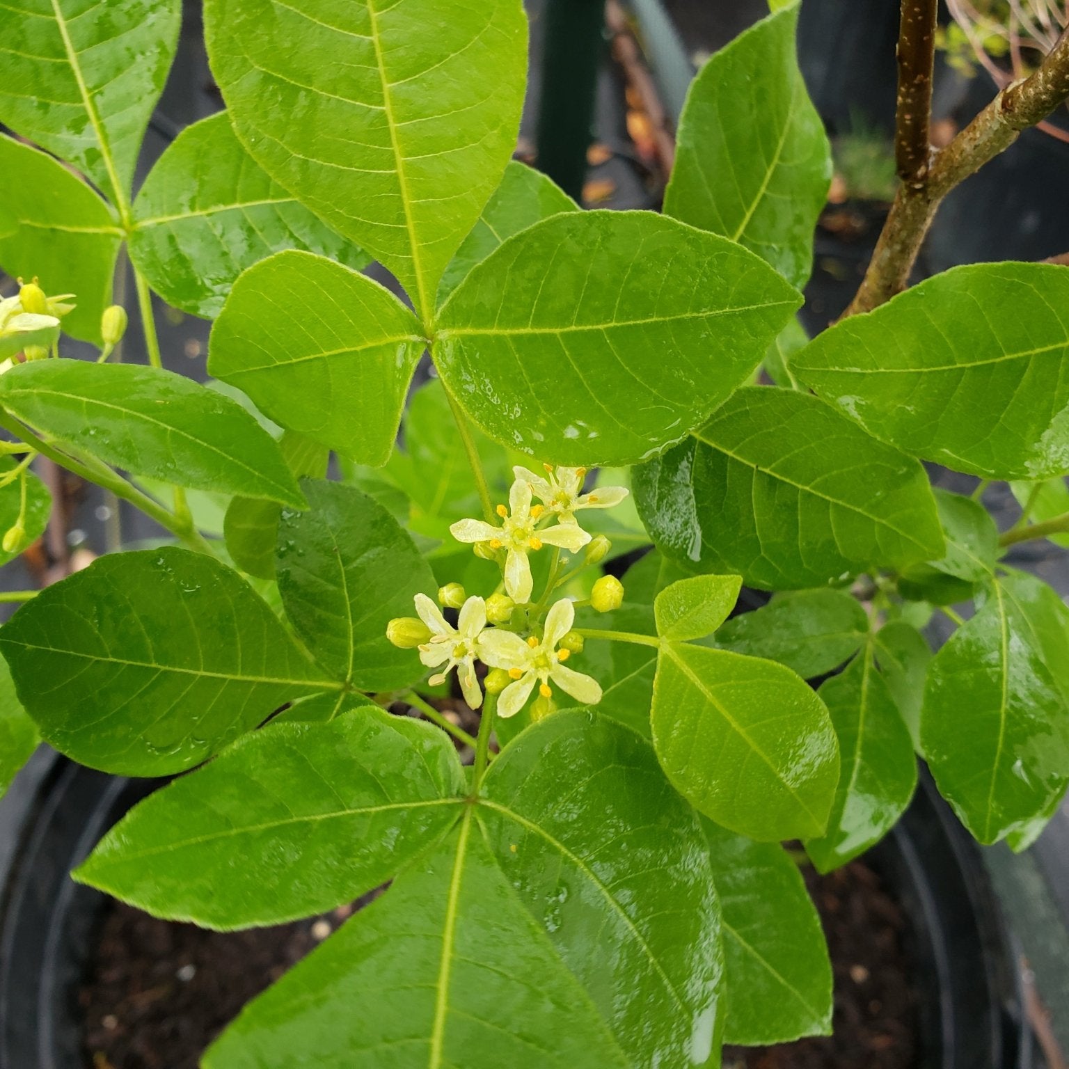 Ptelea trifoliata (Wafer Ash)