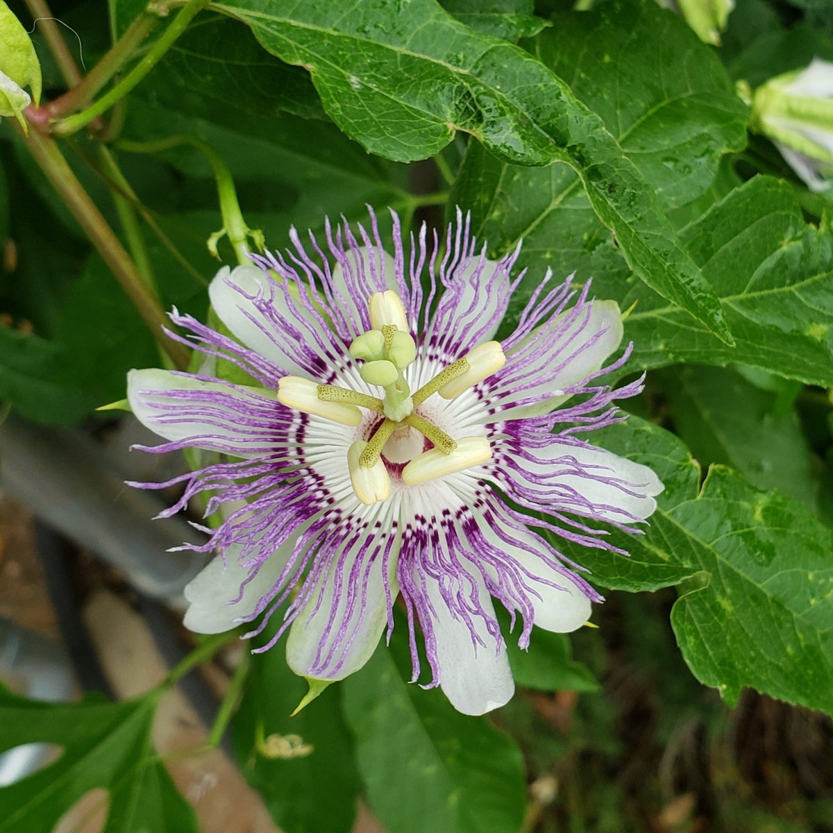 Passiflora incarnata (Purple Passion Flower)