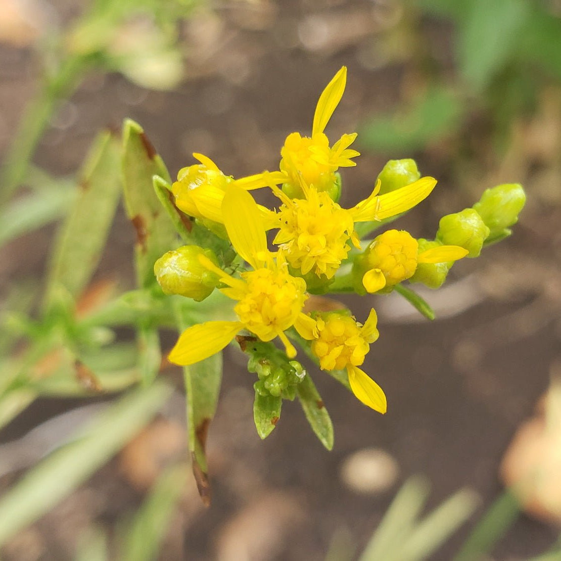 Solidago nitida (Shiny Goldenrod)