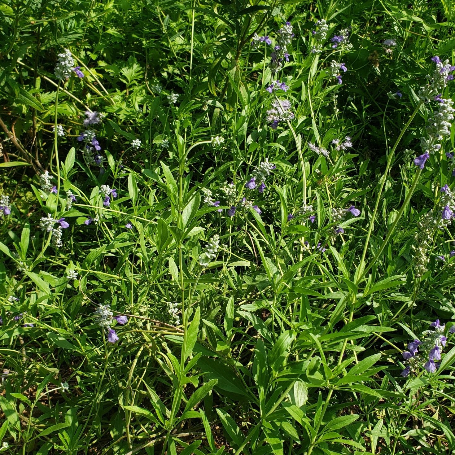 Salvia farinacea sp. (Mealy Blue Sage)