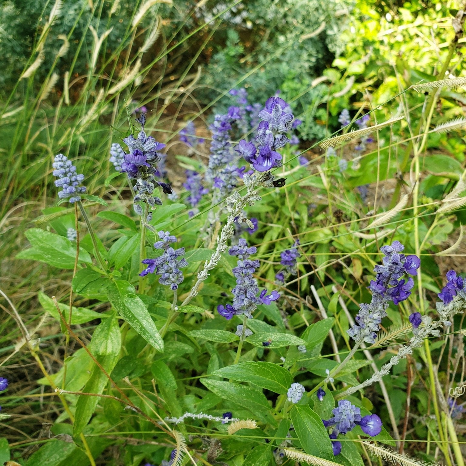 Salvia farinacea sp. (Mealy Blue Sage)