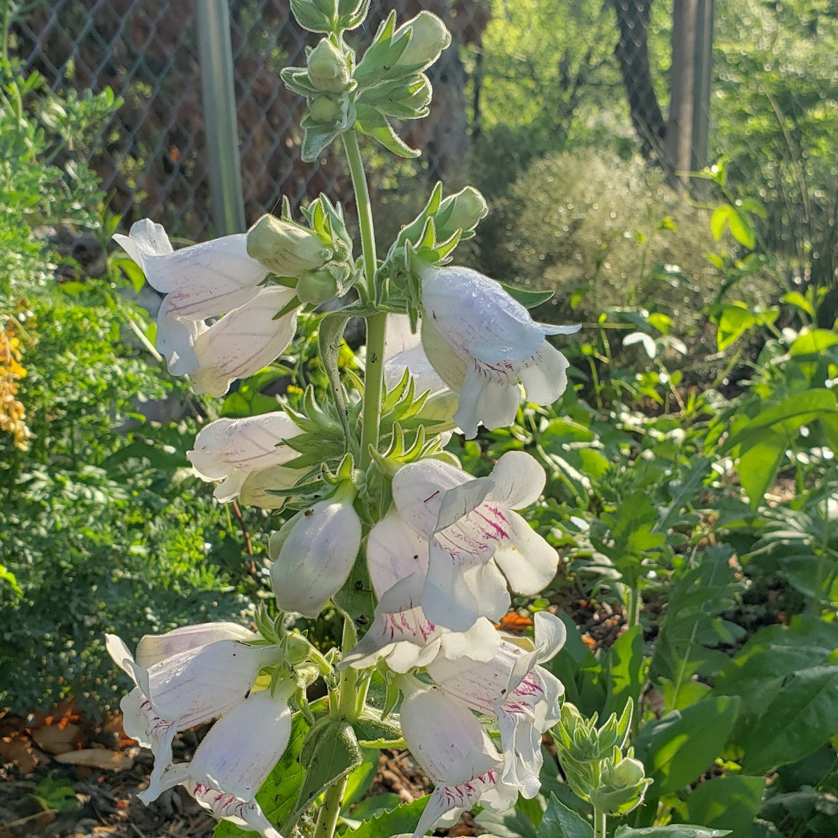 Penstemon cobaea (Prairie Penstemon)