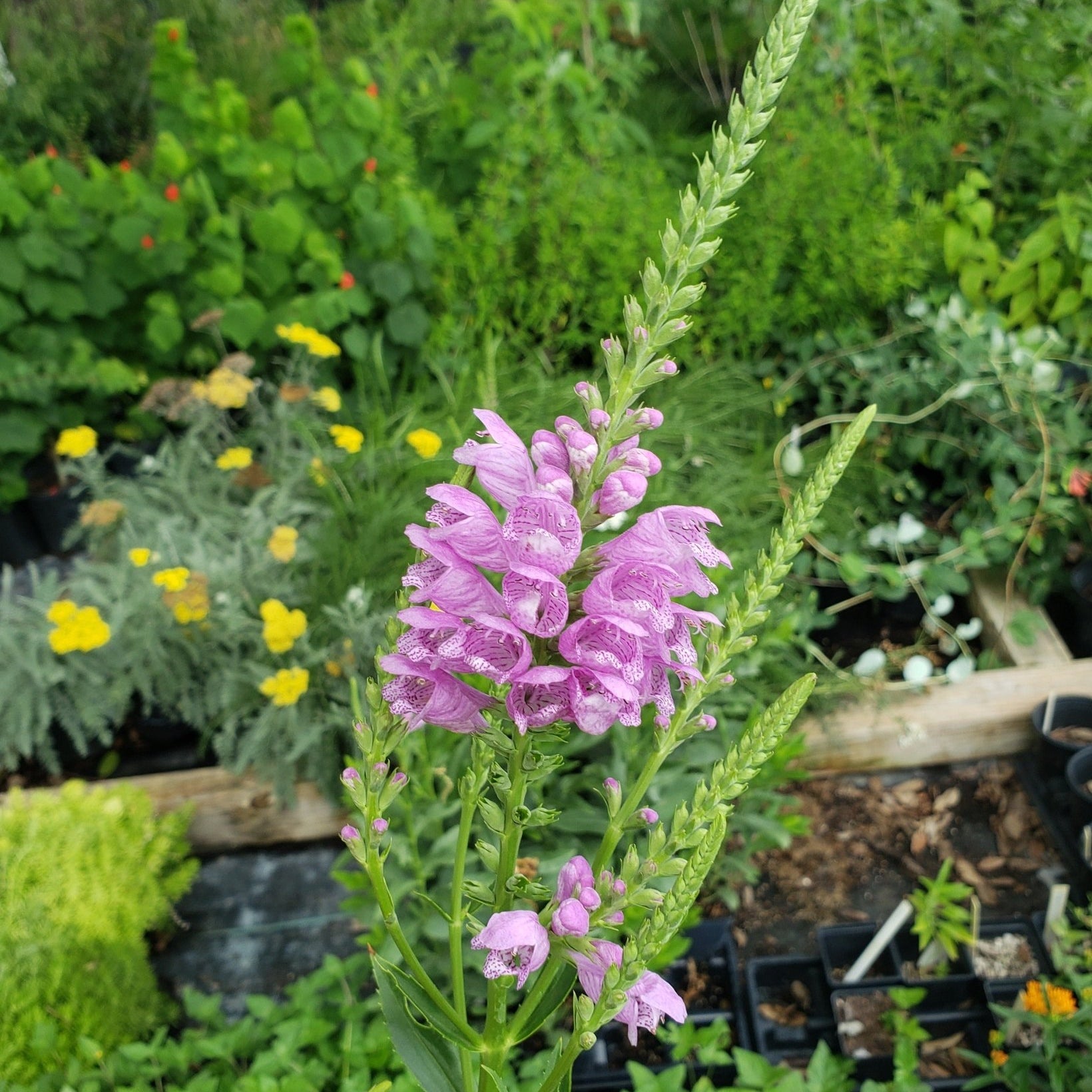 Physostegia virginiana (Fall Obedient Plant)