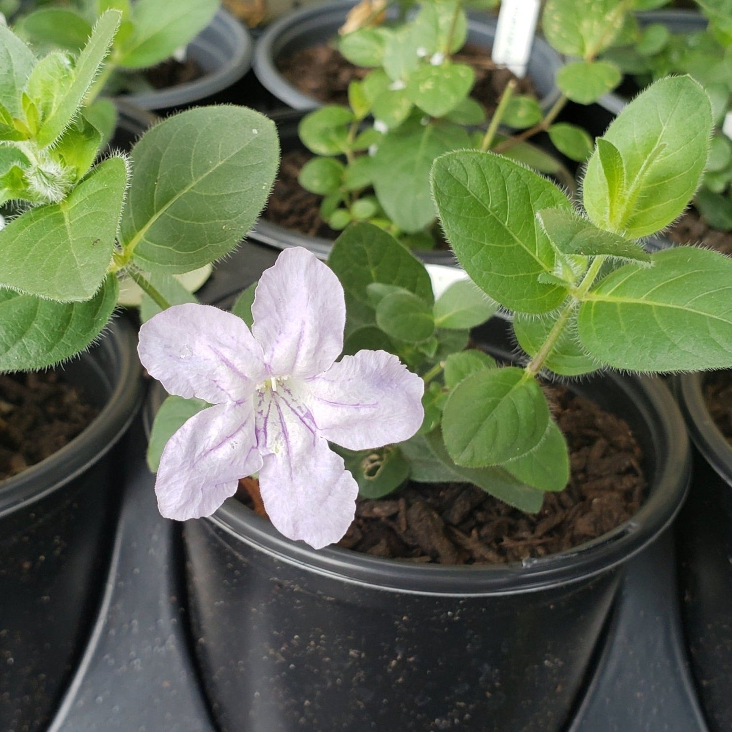 Ruellia humilis (Prairie Petunia)