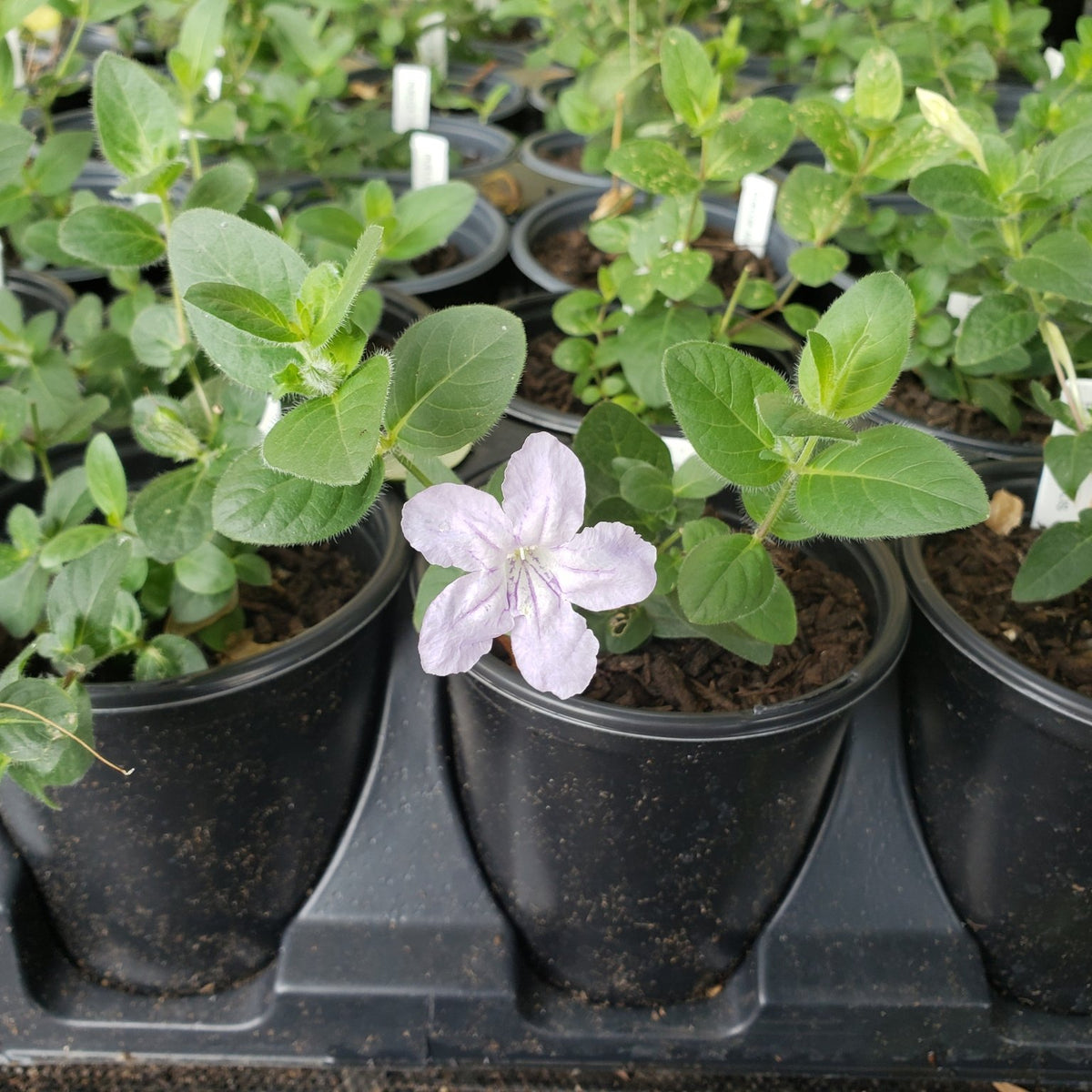Ruellia humilis (Prairie Petunia)