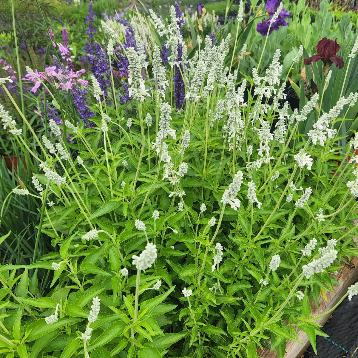 Salvia farinacea (Mealy Blue Sage 'Augusta Duelberg')