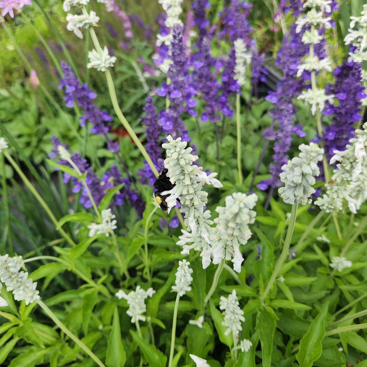 Salvia farinacea (Mealy Blue Sage 'Augusta Duelberg')