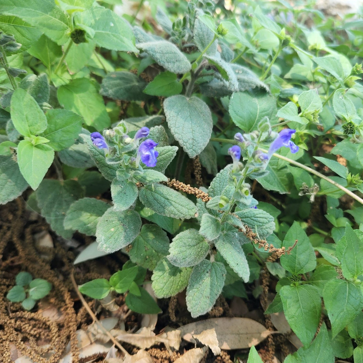 Scutellaria ovata (Heartleaf Skullcap)