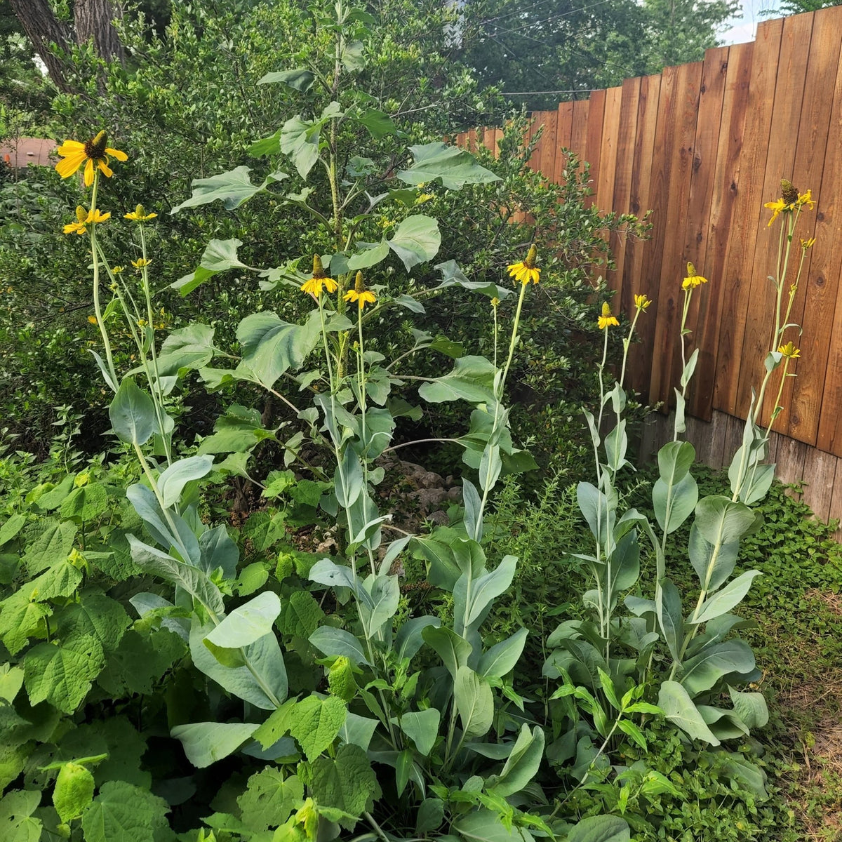 Rudbeckia maxima (Giant Coneflower)