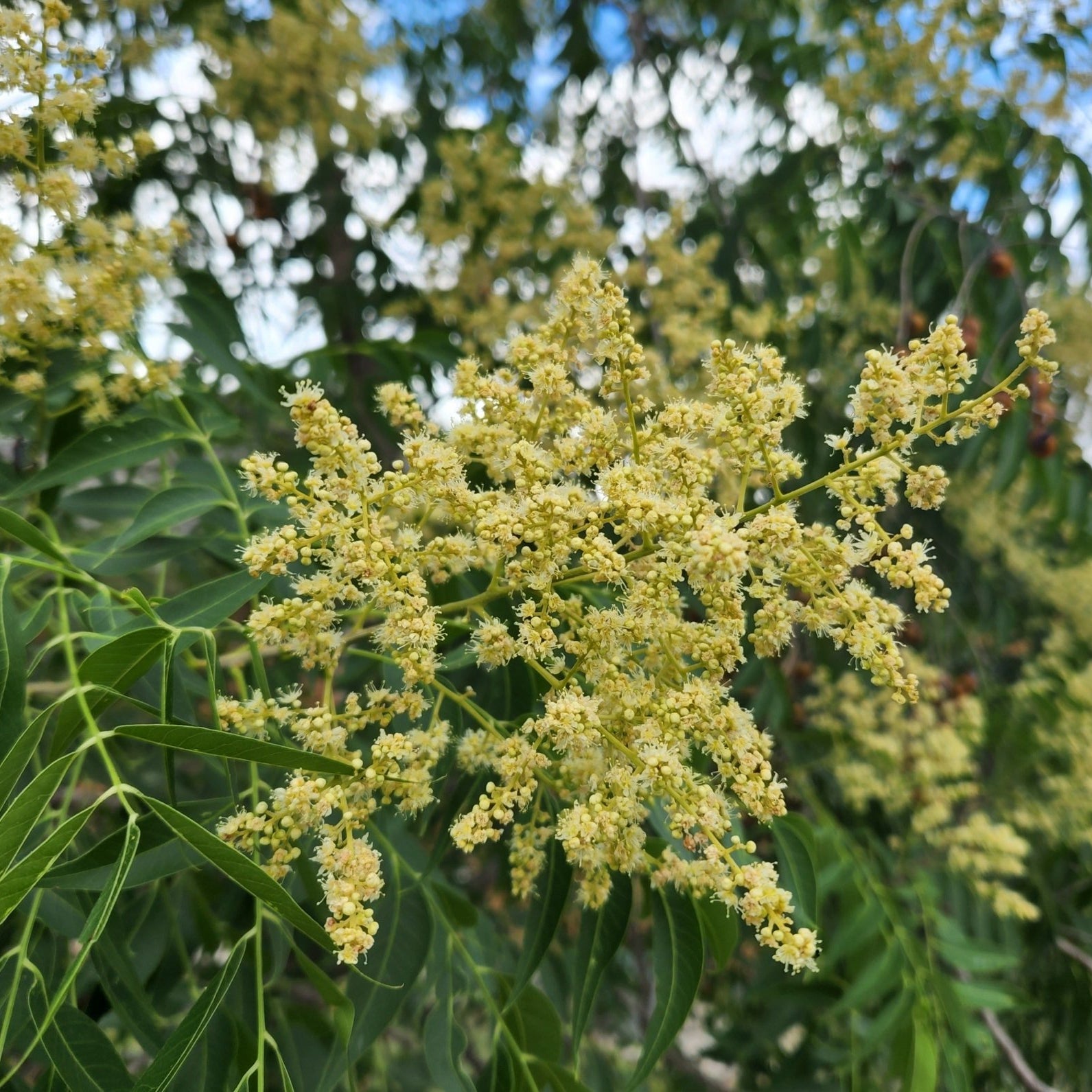 Sapindus saponaria var. drummondii (Western Soapberry)