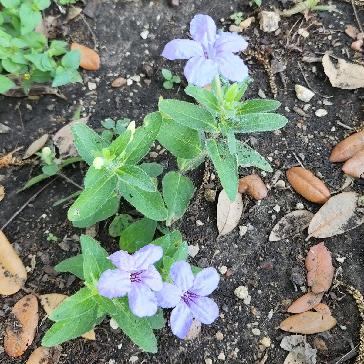 Ruellia humilis (Prairie Petunia)