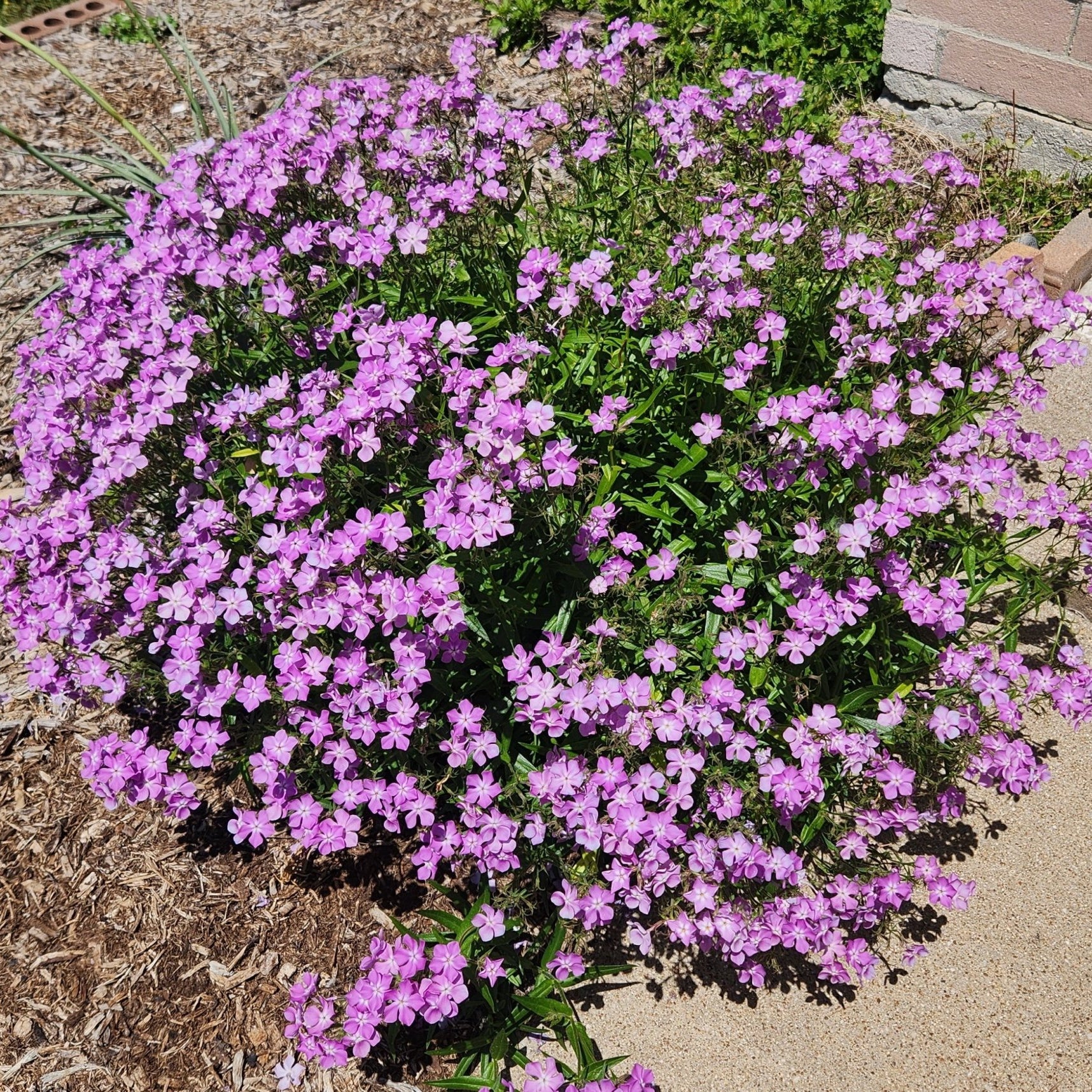 Phlox pilosa (Prairie Phlox)