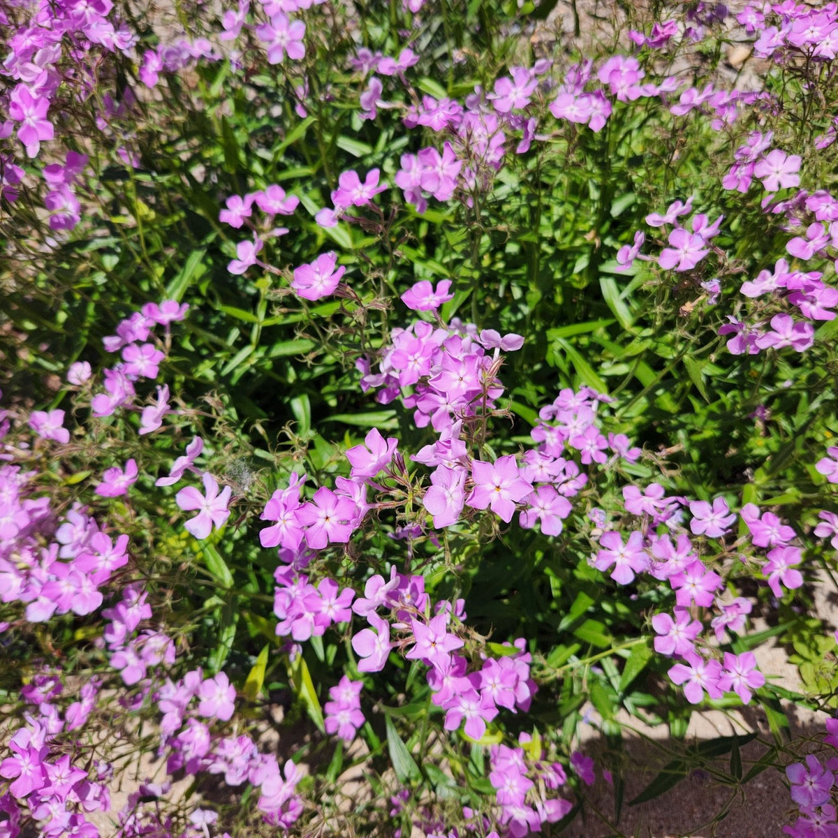 Phlox pilosa (Prairie Phlox)