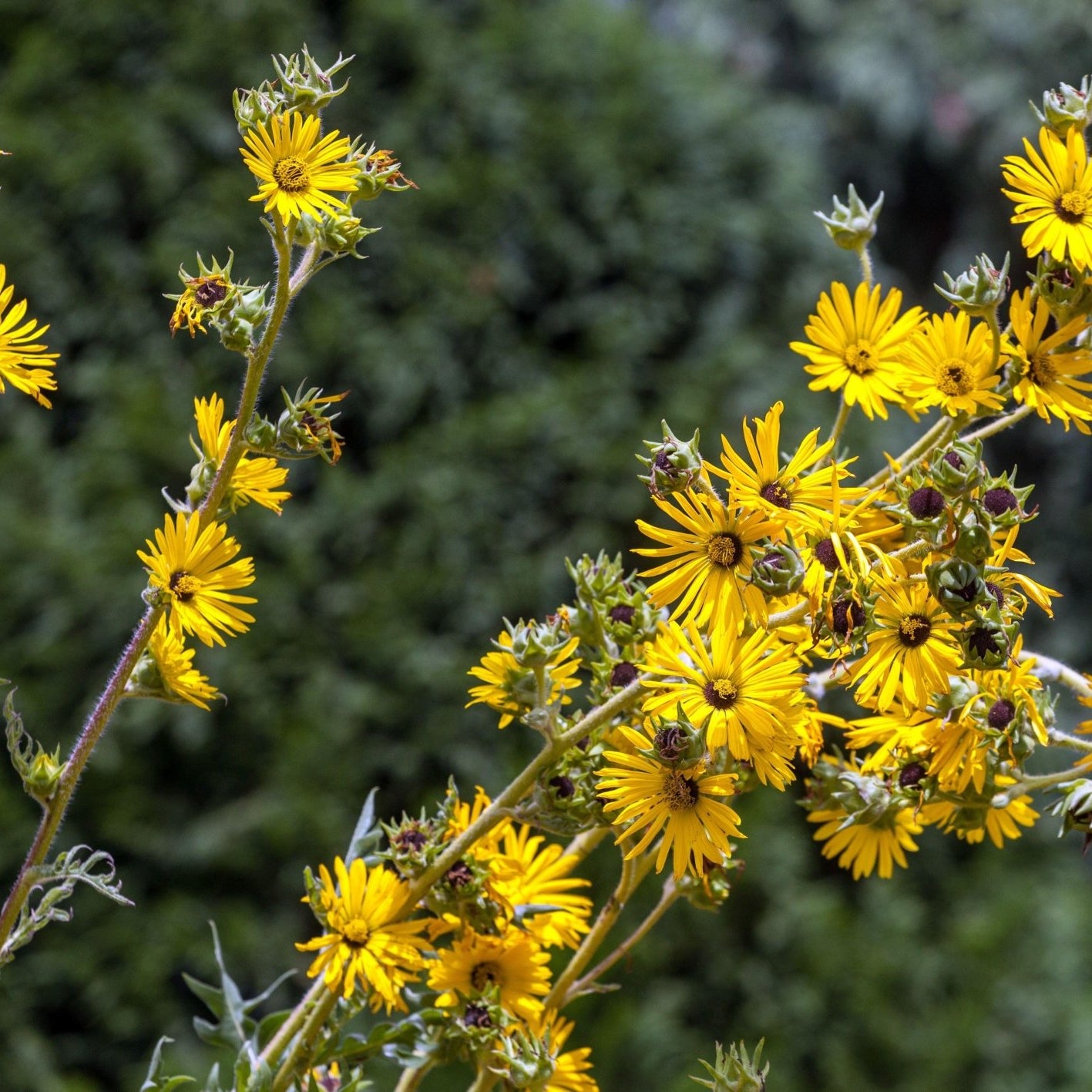 Silphium laciniatum (Compass Plant)