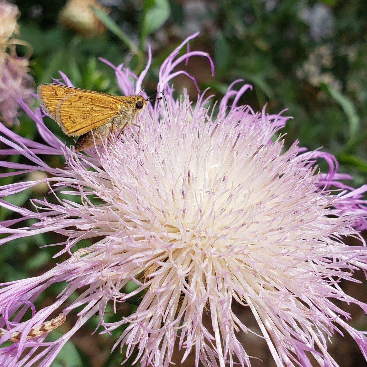 Centaurea americana (American Basketflower)