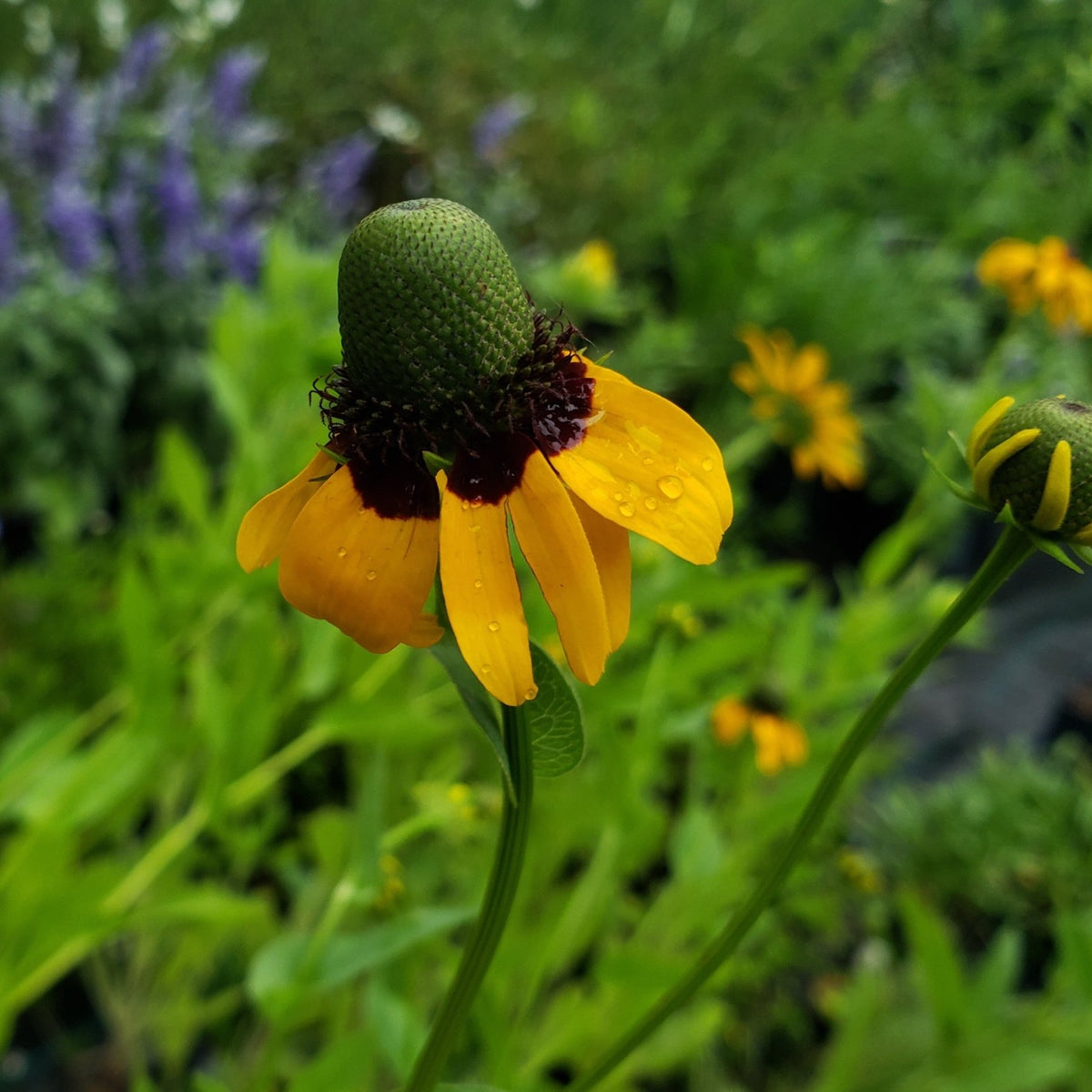 Clasping Coneflower (Dracopis amplexicaulis)