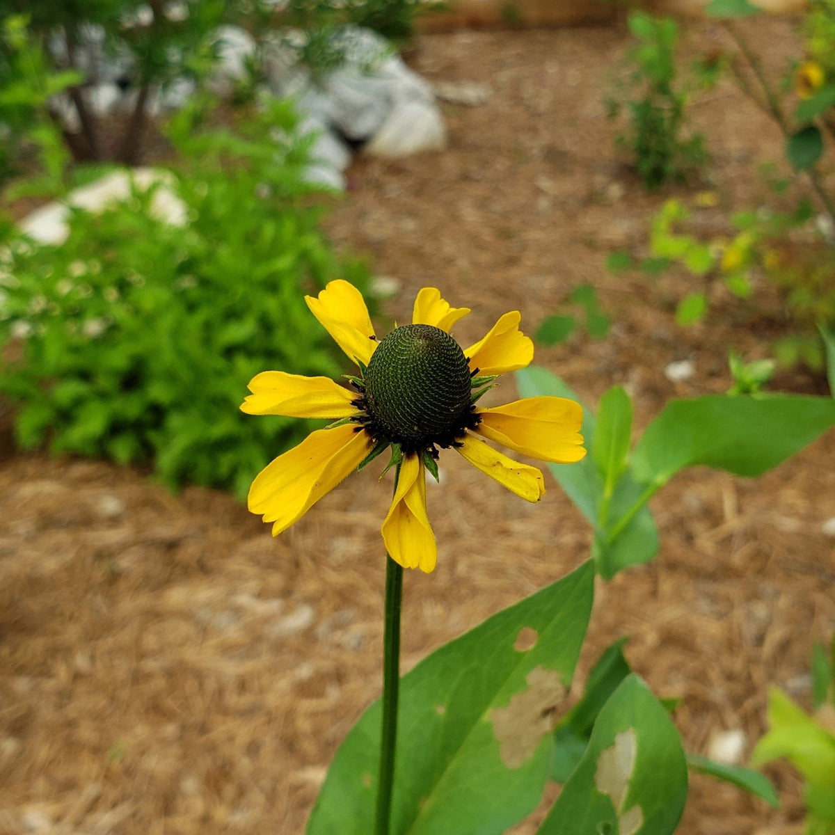 Clasping Coneflower (Dracopis amplexicaulis)