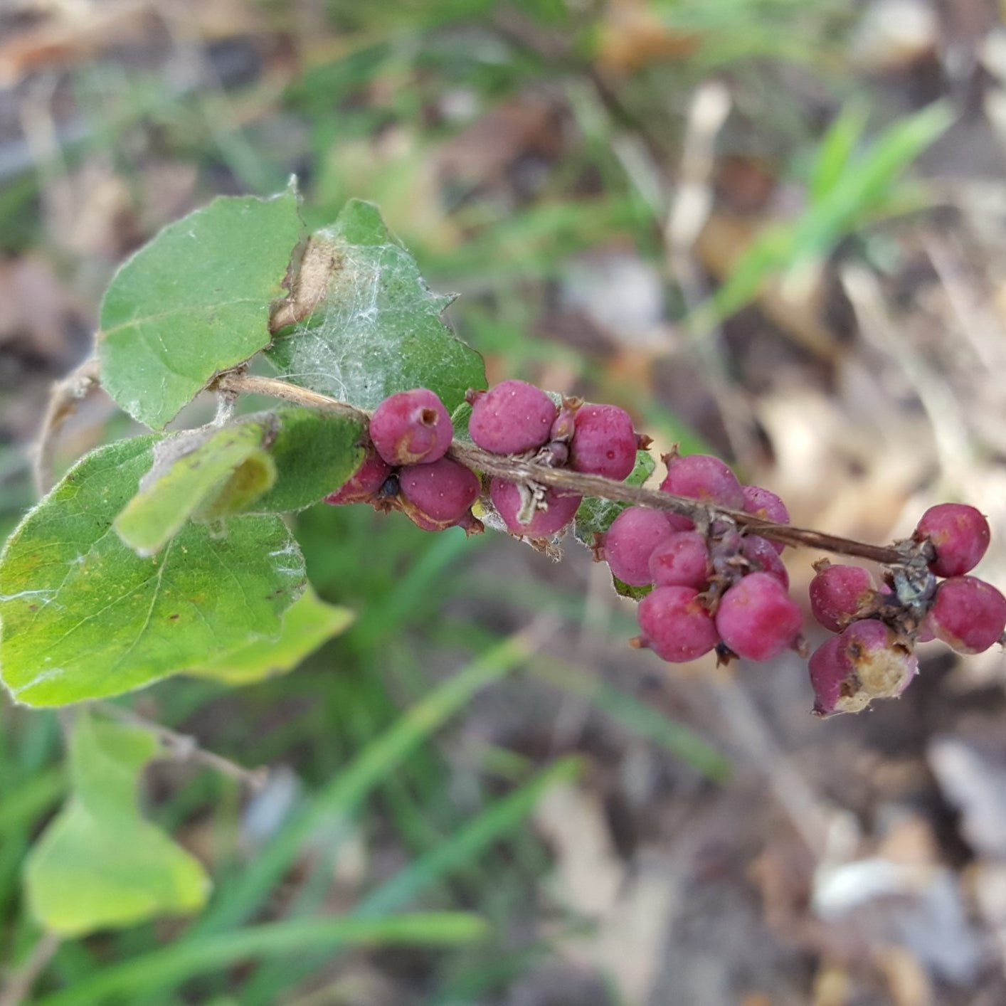 Coralberry (Symphoricarpos orbiculatus)