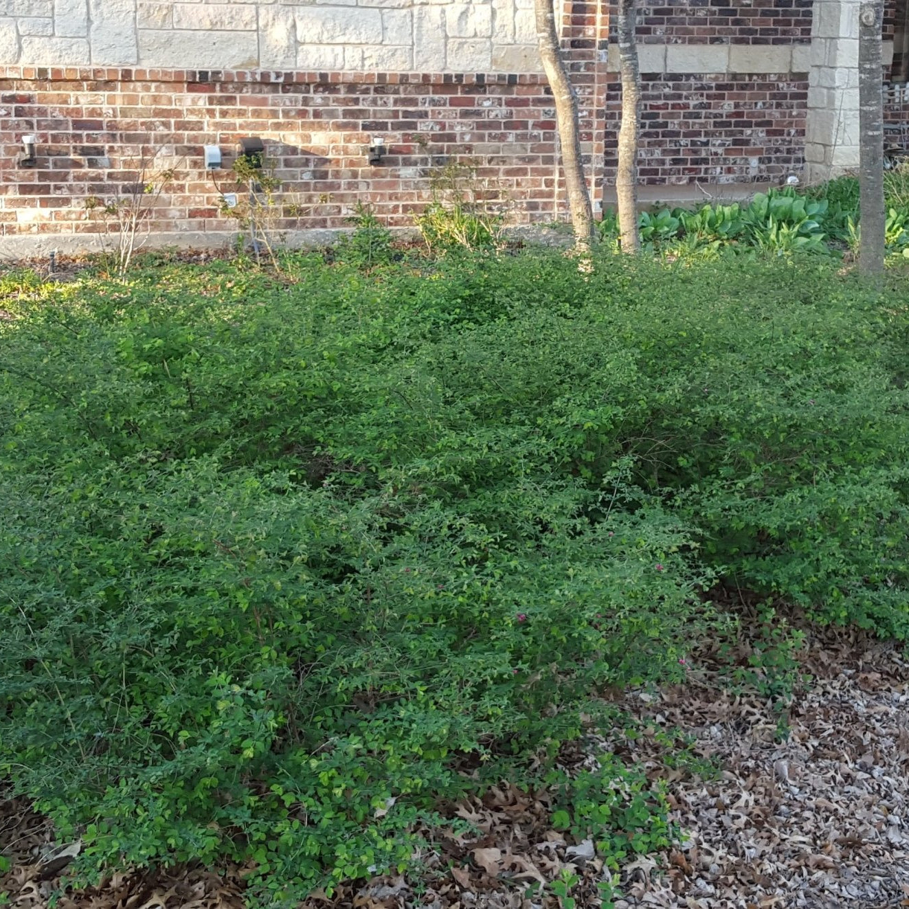 Coralberry (Symphoricarpos orbiculatus)