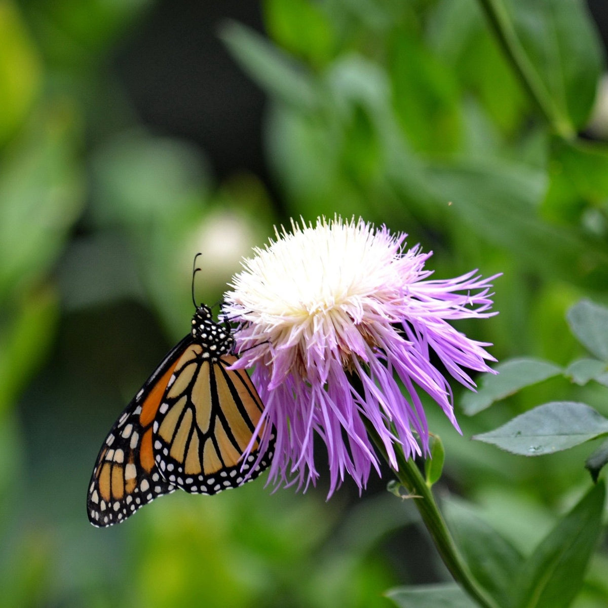 Centaurea americana (American Basketflower)