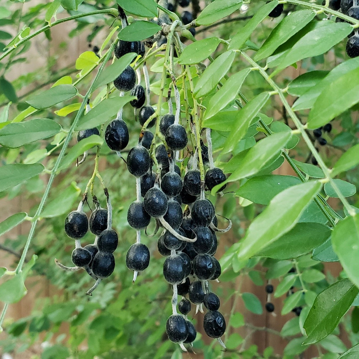 Styphnolobium affine (Eve's Necklace)