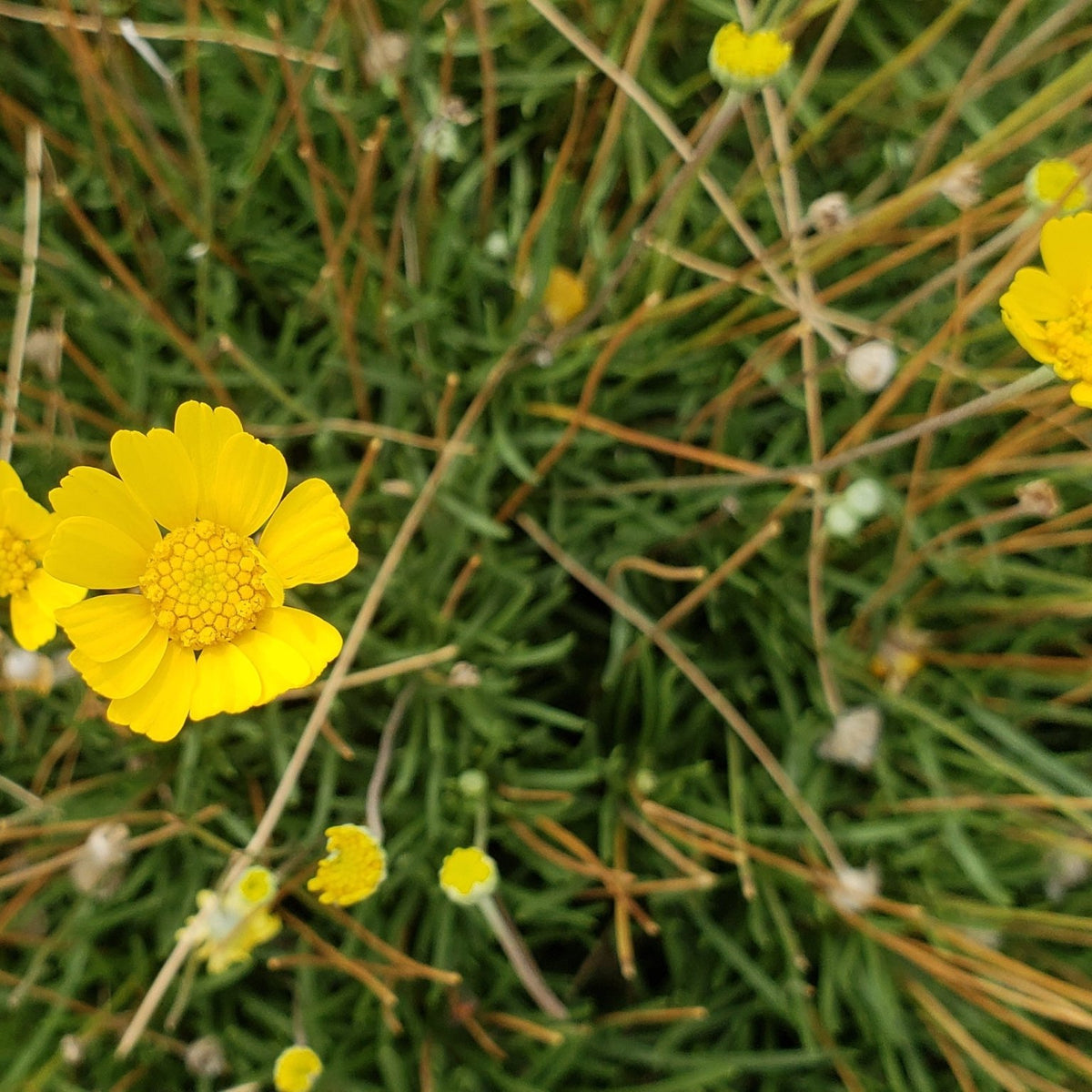 Four-nerve daisy (Tetraneuris scaposa)